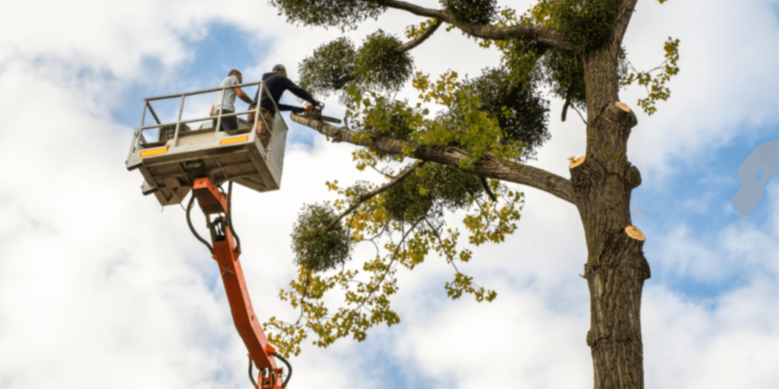 Owensboro, KY's trusted tree service – Experience skilled professionals in action for precise tree removal