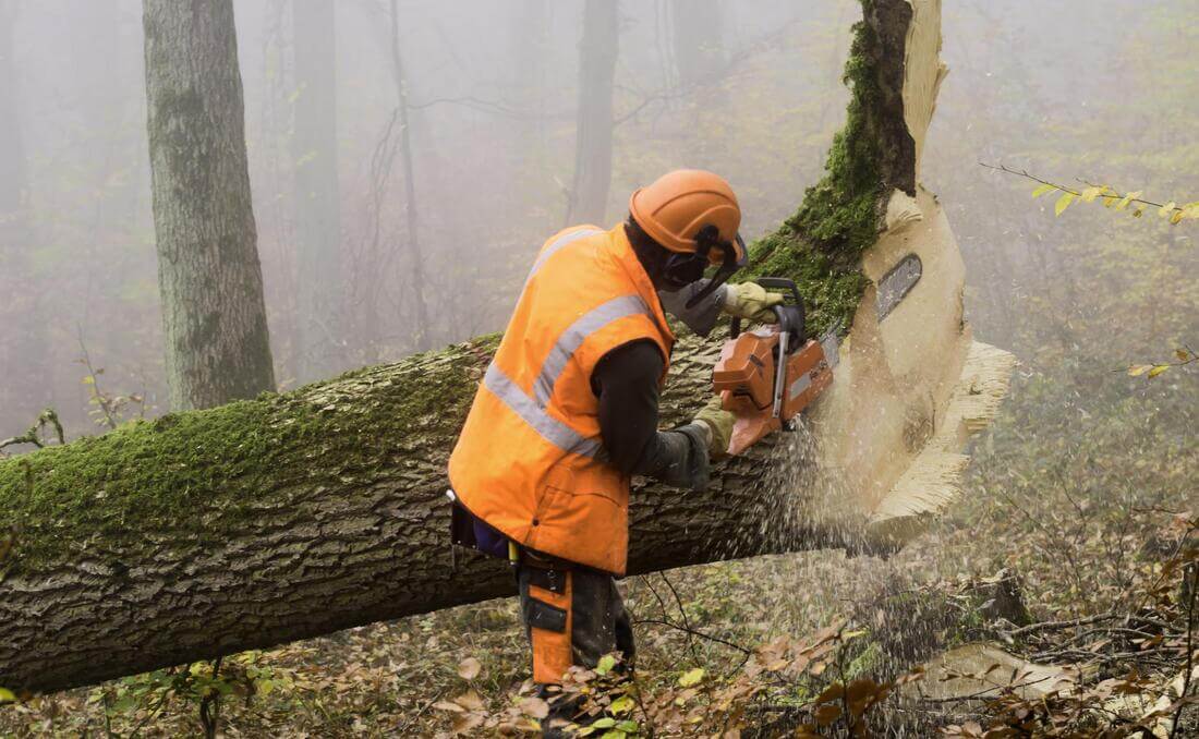 Expert tree removal and care services in Owensboro, KY - Dedicated to your property's well-being