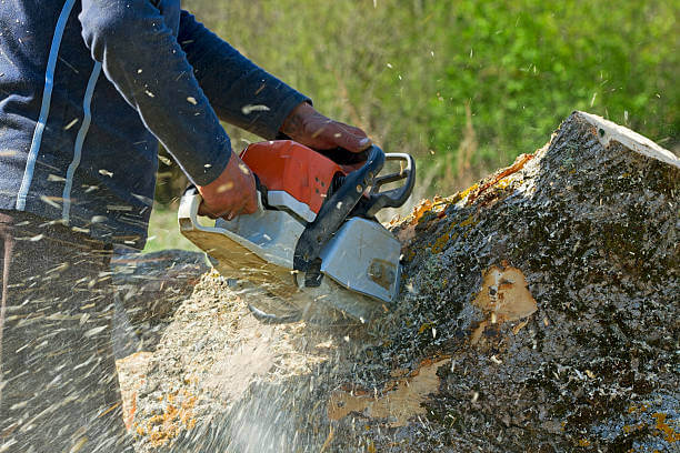 Witness precision in tree removal – Owensboro, KY's top choice for expert tree service and unparalleled results.