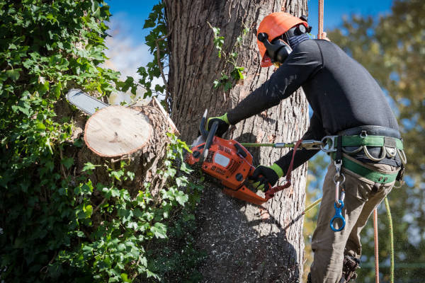 Expert tree removal services in Owensboro, KY – Your trusted local tree care specialists