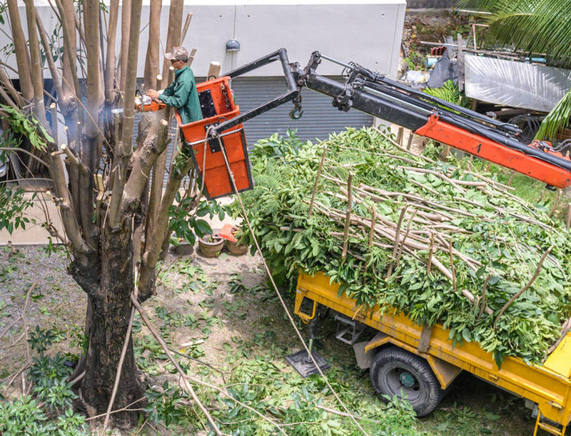 Owensboro, KY's trusted tree service – Experience skilled professionals in action for precise tree removal.